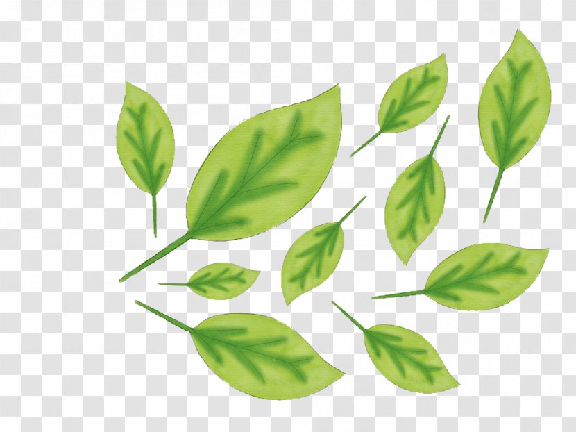 Leaf Plant Stem Branching Transparent PNG