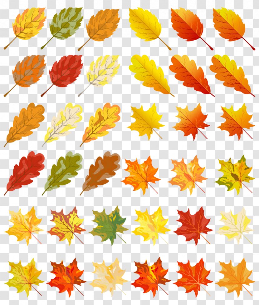 Autumn Leaf Color Clip Art - Photography - A Group Of Leaves Transparent PNG