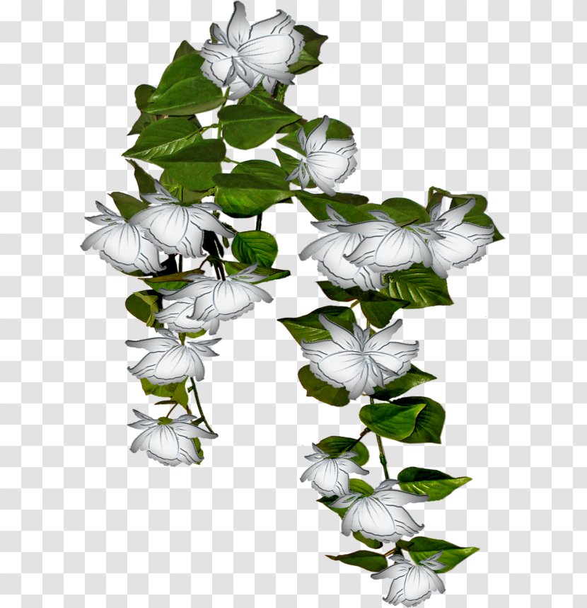 Petal Nursery Ivy Flower - Plant Transparent PNG