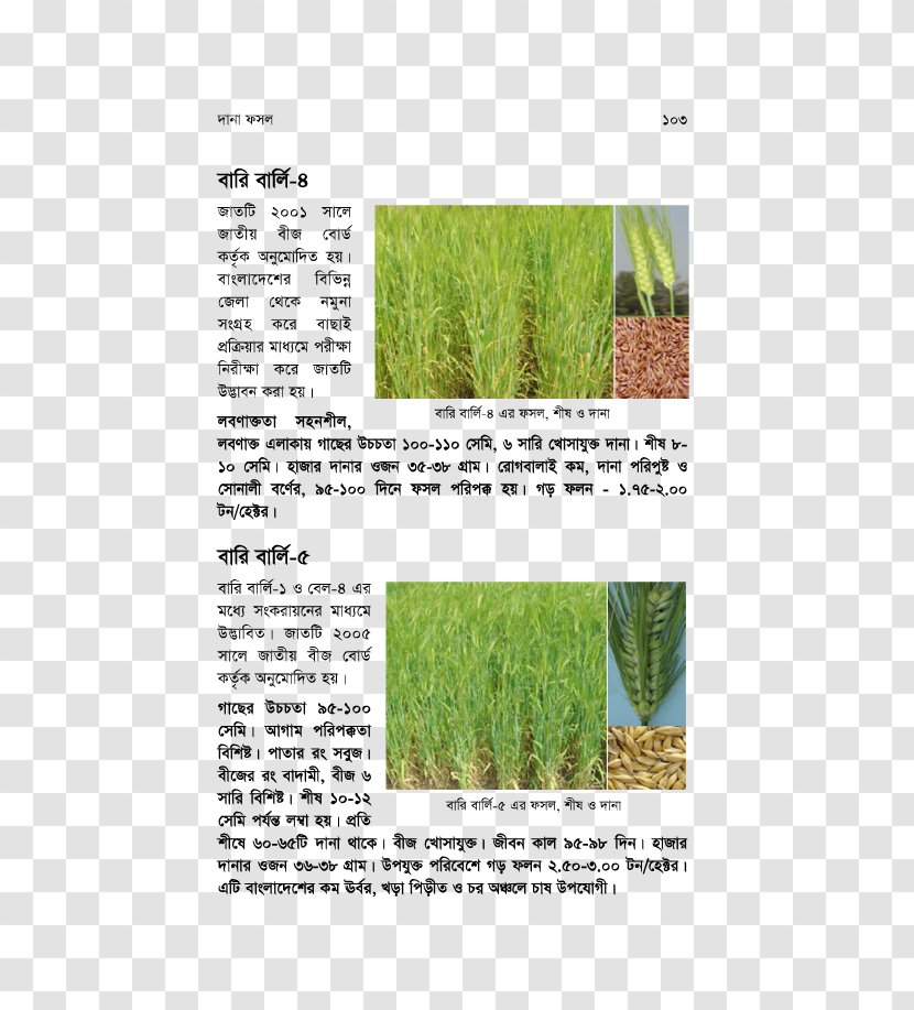 Vetiver Commodity Herb Plant Stem Chrysopogon - Organism - Barley Transparent PNG