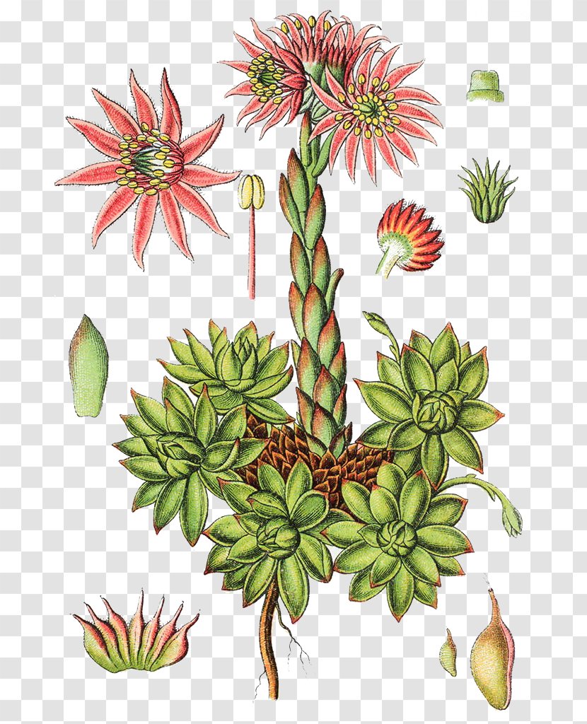 Mountain Houseleek Sempervivum Tectorum Jovibarba Gooseberry Ribes Alpinum - Stone Lotus Illustrator Transparent PNG