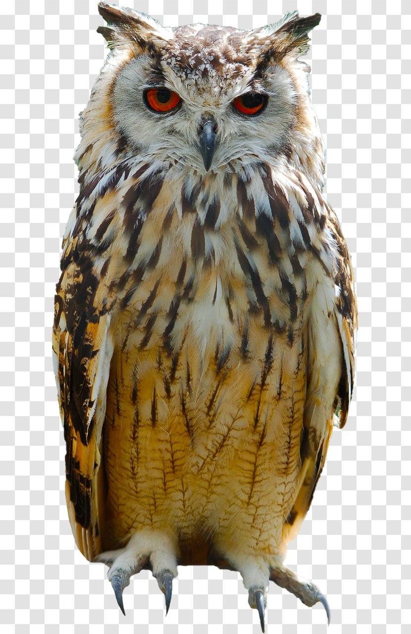 Owl Bird - Wildlife Transparent PNG
