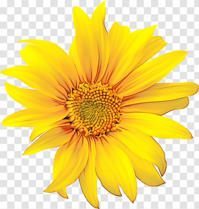 Sunflower - Petal - Seed Daisy Family Transparent PNG