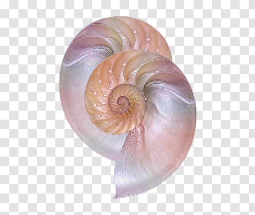 Sea Snail Conchology Chambered Nautilus Seashell - Scent Transparent PNG