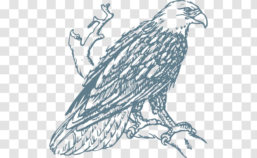 Bald Eagle Drawing Line Art Coloring Book - Accipitridae Transparent PNG