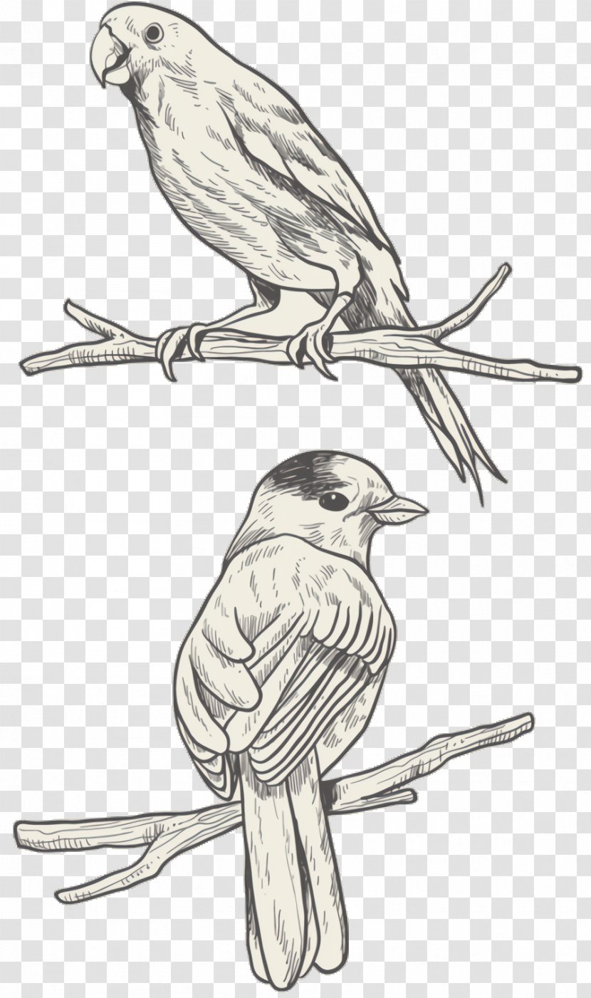 Bird Parrot - Woodpecker Finch Canary Transparent PNG