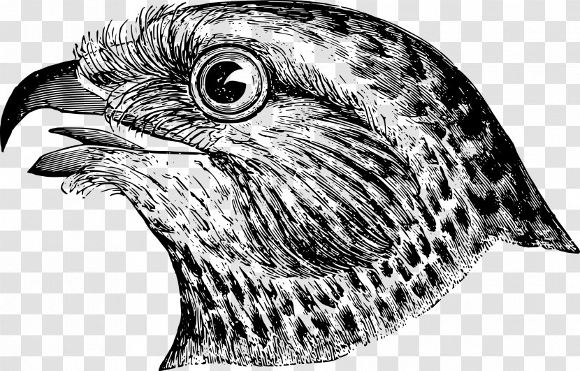 Draw Birds Clip Art - Galliformes - Head Transparent PNG