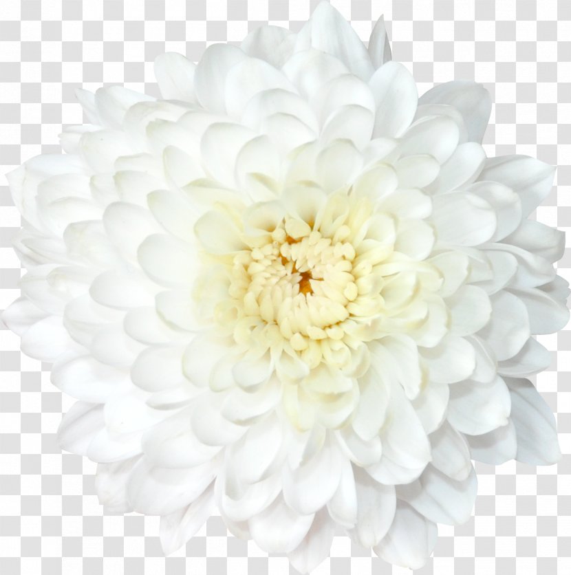 Chrysanthemum Transvaal Daisy Flower Lilium - 2016 Transparent PNG