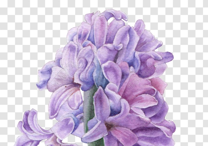 Hyacinth Ornamental Plant Image Vector Graphics - Transparent Flower Transparent PNG