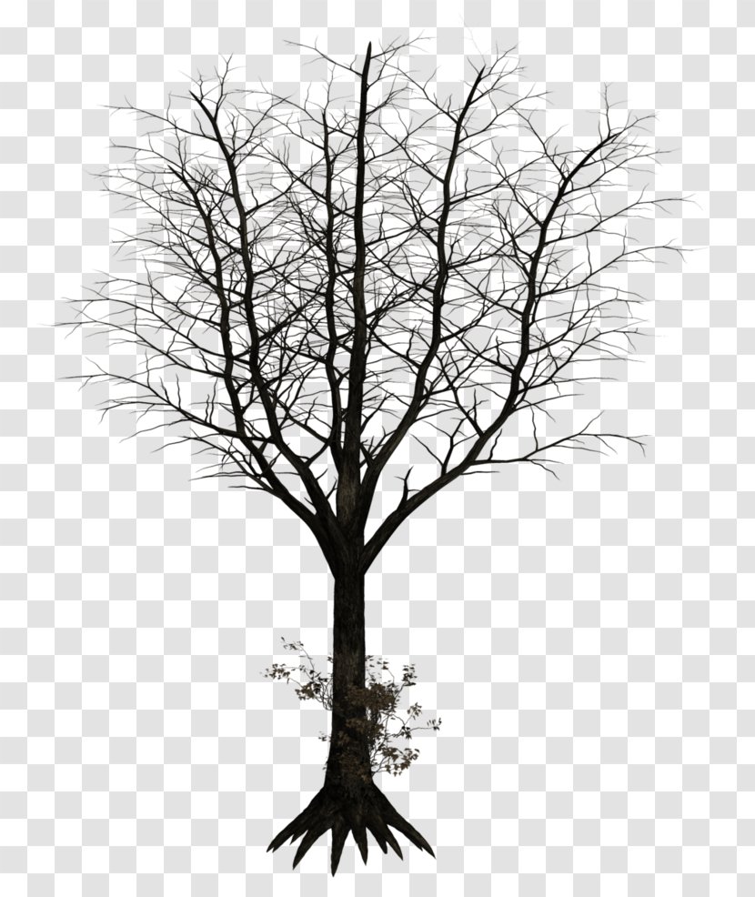 Tree Photography Drawing - Stock - Share Transparent PNG