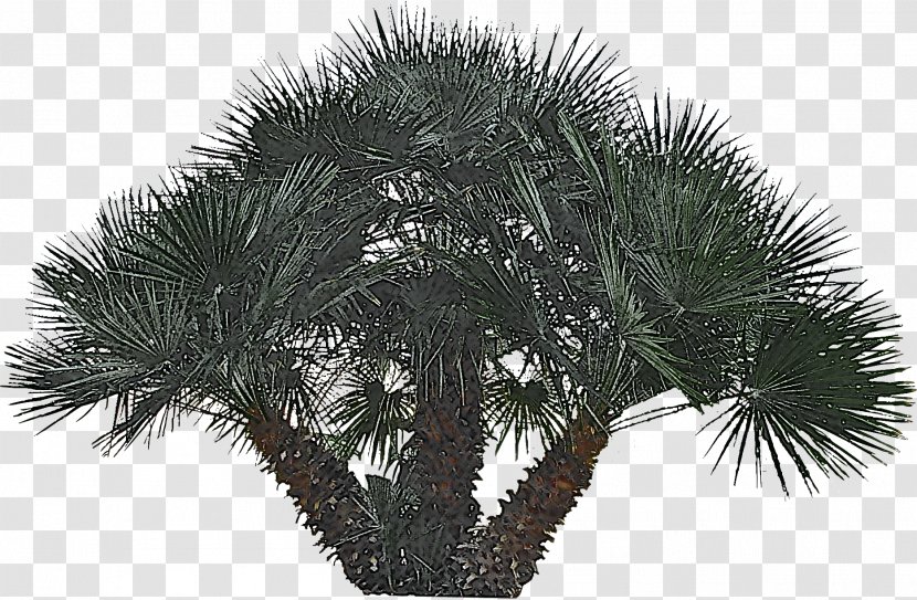 Palm Tree - Plant - Borassus Flabellifer Elaeis Transparent PNG