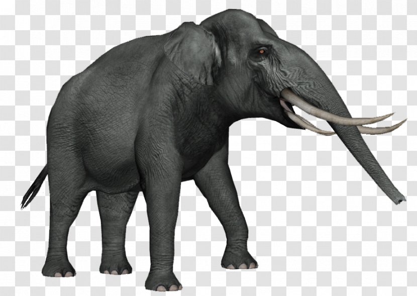 African Elephant Asian Dwarf Elephas Celebensis - Terrestrial Animal Transparent PNG