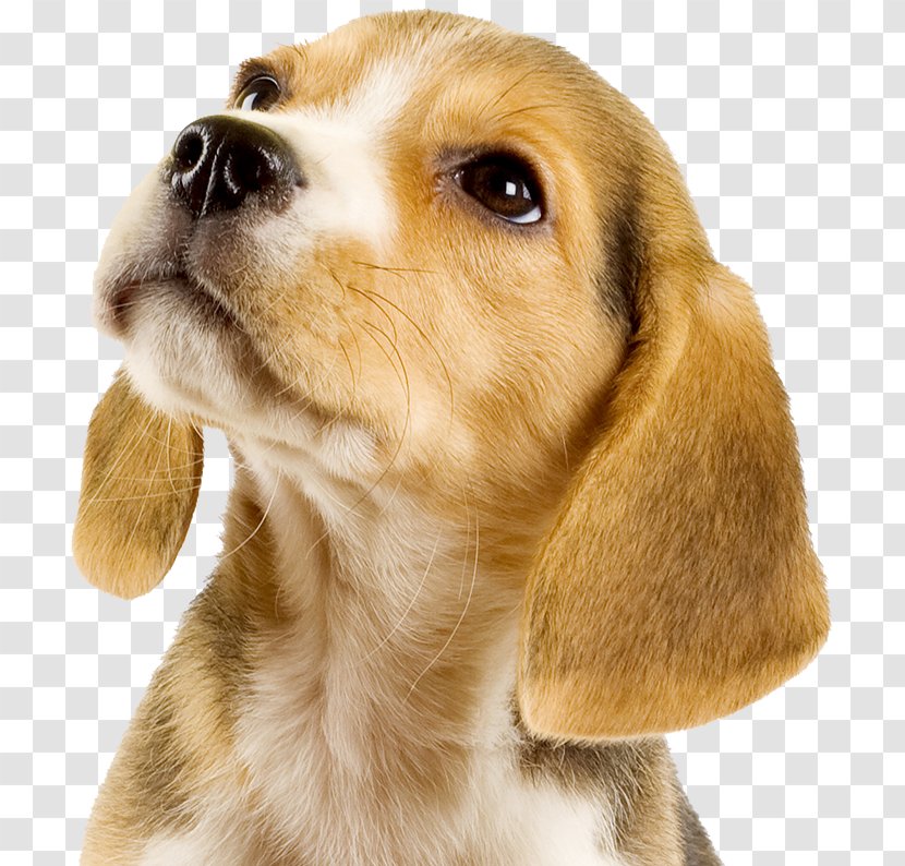 Puppy Dog Breed Beagle Beer Cat - Whiskers Transparent PNG