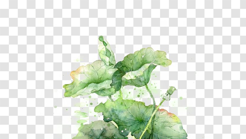 Ink Wash Painting Poster - Romaine Lettuce - Proud Lotus Transparent PNG