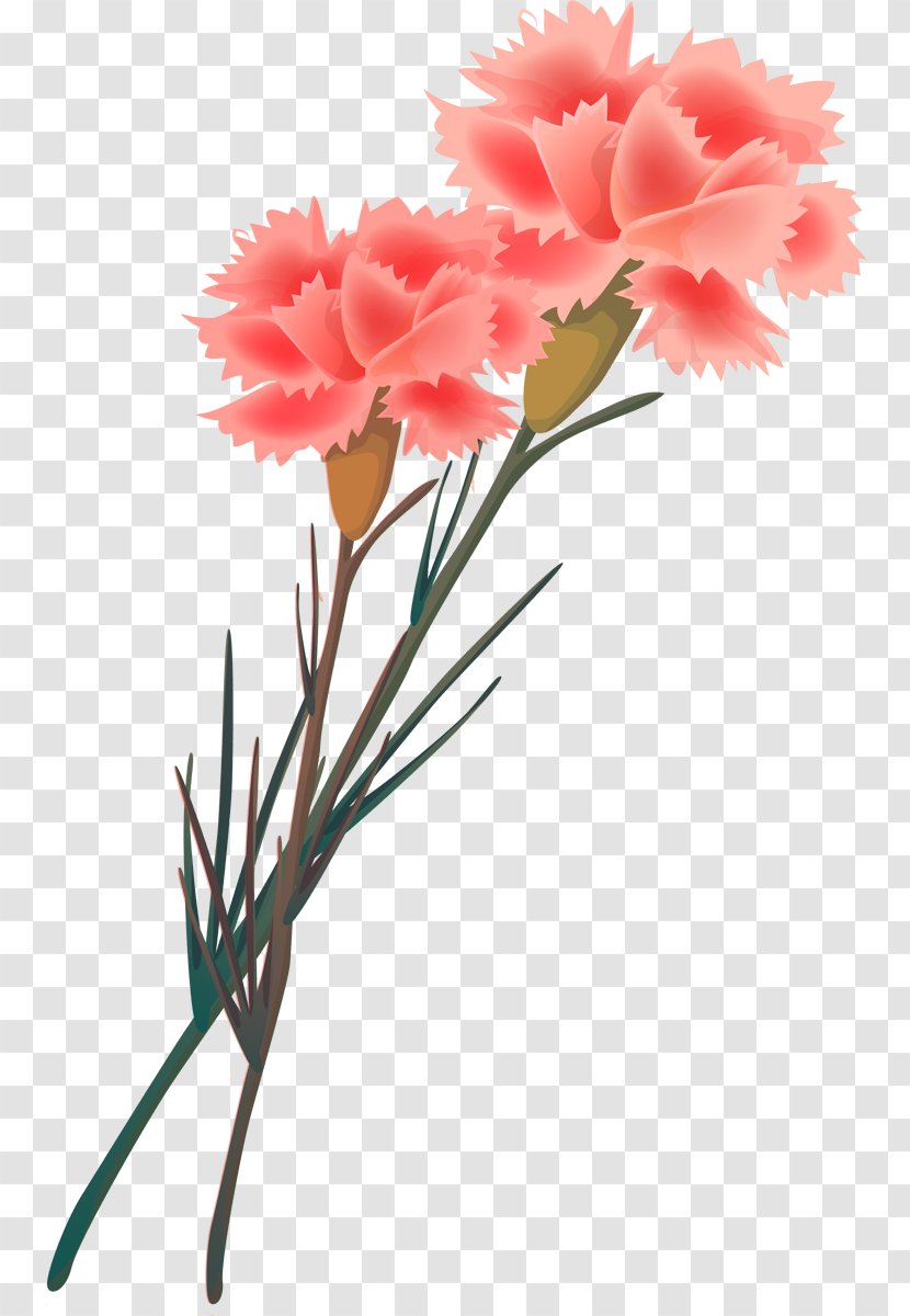 Cut Flowers Carnation Painting Floral Design - Seed Plant - Flower Transparent PNG