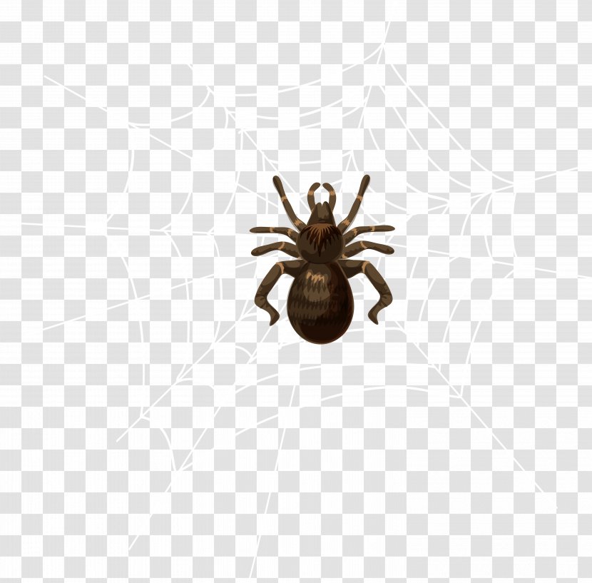 Spider Insect Invertebrate Pest Arthropod Transparent PNG