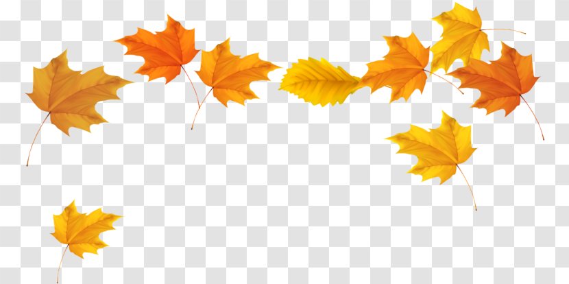 Maple Leaf - Plane Autumn Transparent PNG