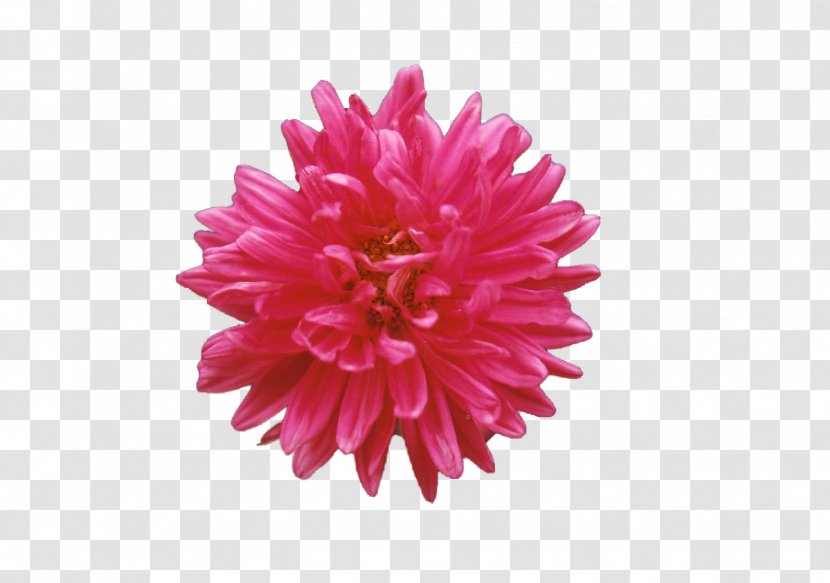Dahlia Chrysanthemum Cut Flowers Pink M - Crossbones Transparent PNG