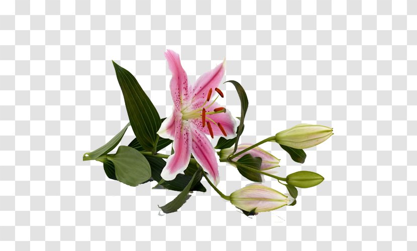 Tiger Lily Lilium Bulbiferum Pink Flowers Stock.xchng - Peruvian - Side Transparent PNG