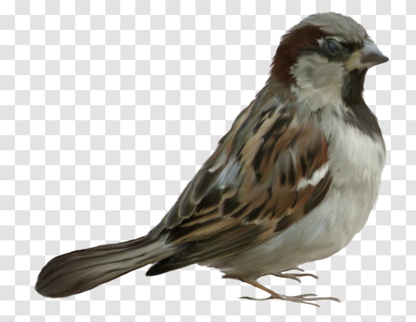 House Sparrow Bird Clip Art - Tail Transparent PNG