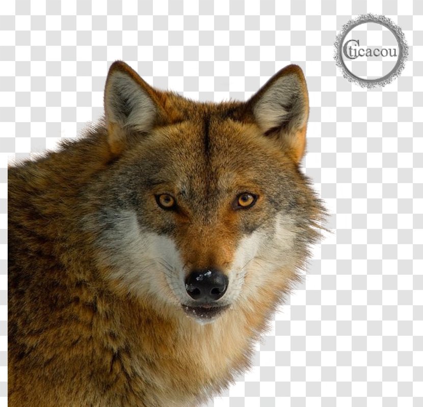 Red Fox Coyote Cat German Shepherd Schipperke - Animal Transparent PNG