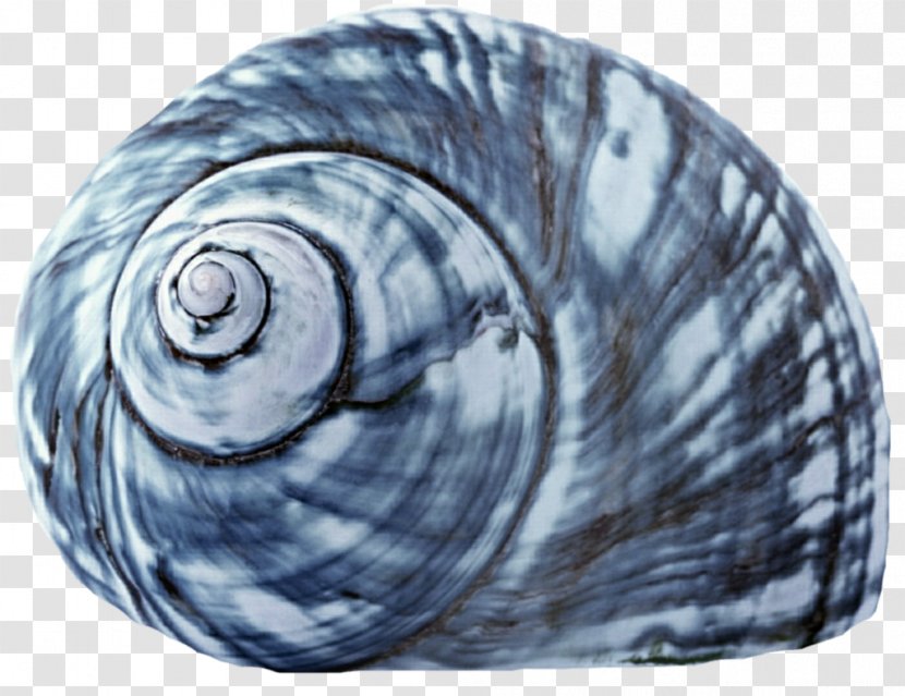 Seashell Sea Snail Mollusc Shell Gastropod - Organism Transparent PNG