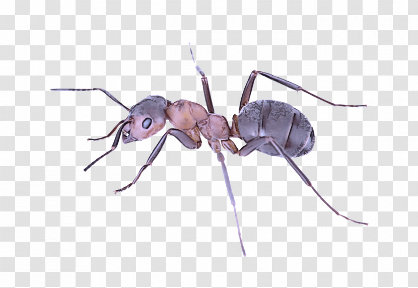 Insect Carpenter Ant Pest Ant Membrane-winged Insect Transparent PNG