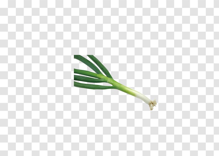 Garlic Vegetable - Allium Fistulosum Transparent PNG