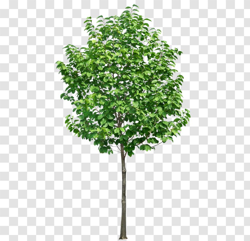 Tree Clip Art - Shrub - TREE 3D Transparent PNG