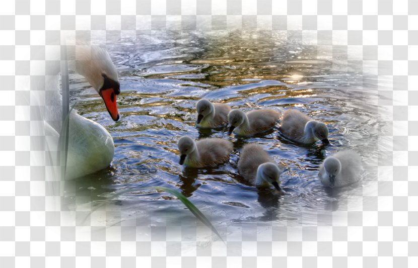 Cygnini Bird Lake Duck Pond - Animal Transparent PNG