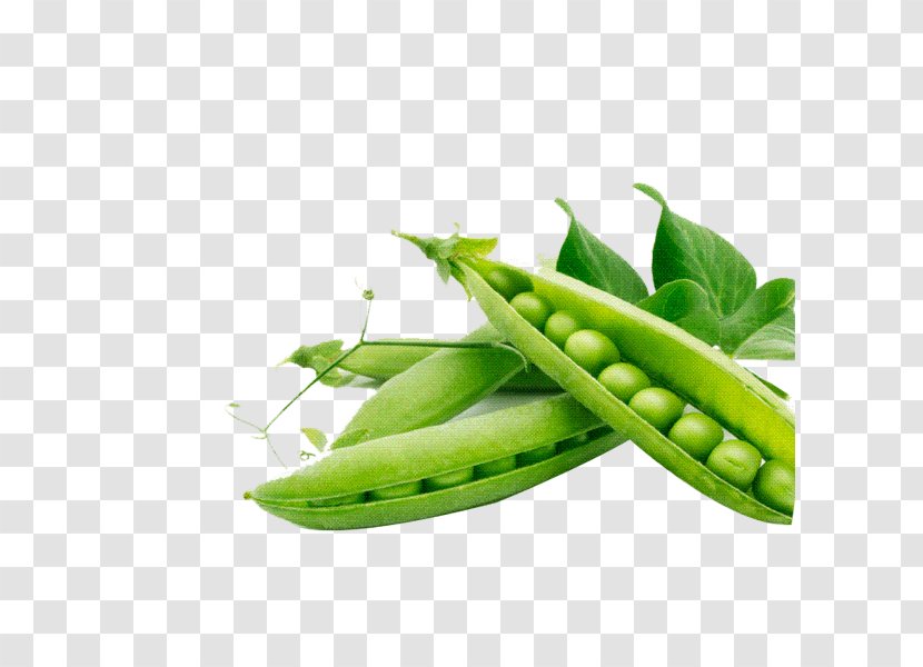 Snap Pea Food Legume - Nutrition - Green Peas Transparent PNG