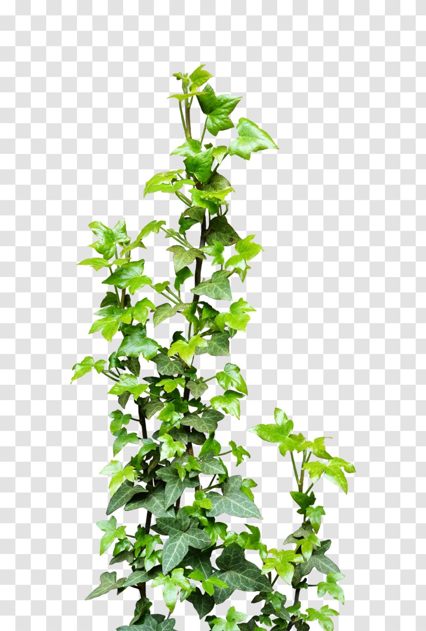 Vine Plant Clip Art - Branch - Ivy Transparent Transparent PNG