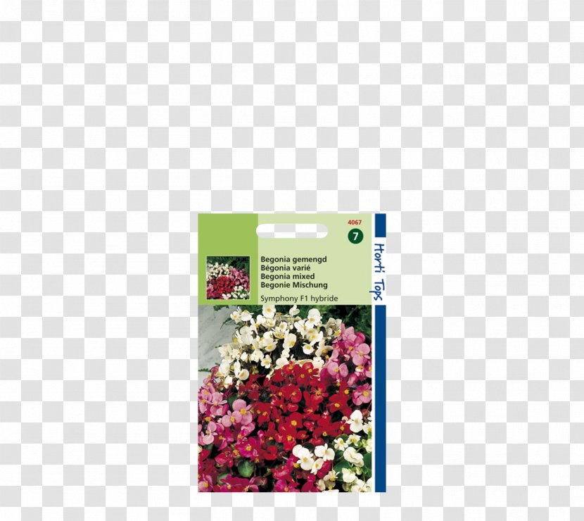 Begonia Boliviensis Grandis Flower Evansiana Bossa Nova Orange - Cut Flowers - Garden Lawn Transparent PNG