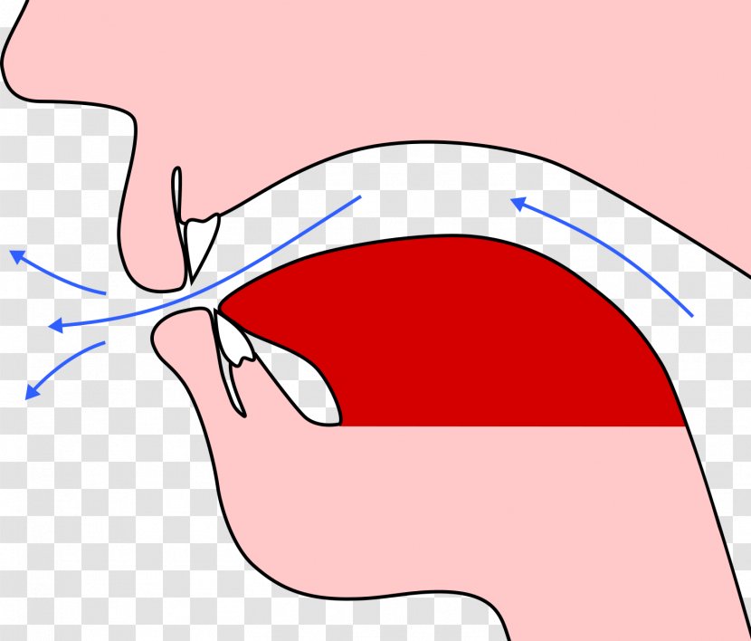 Ocarina Human Body Mouth Shoulder Diagram - Heart - The Tip Of Tongue Transparent PNG