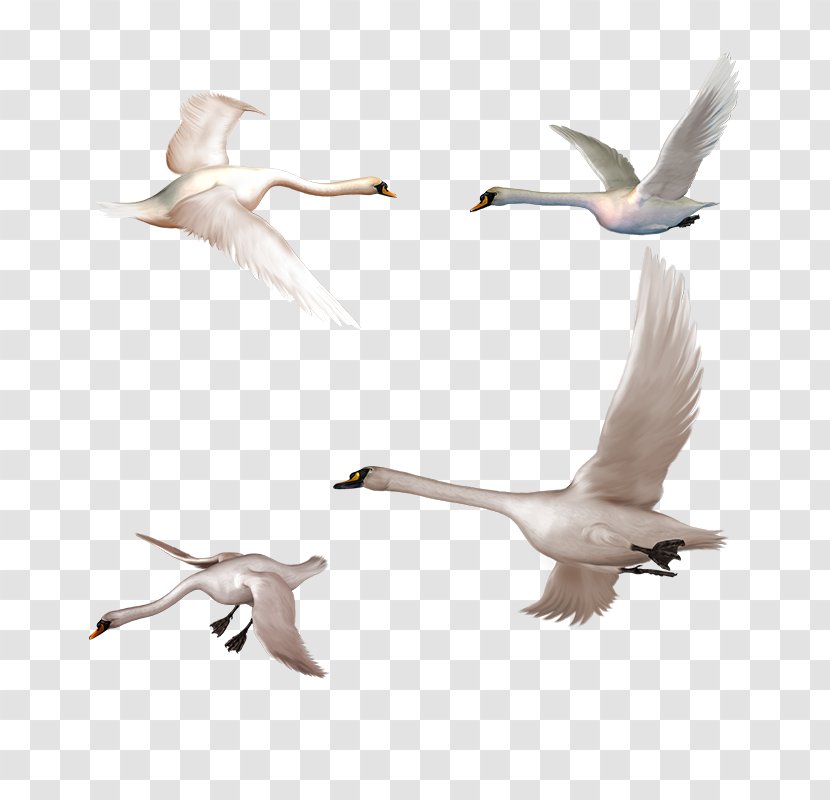 Cygnini Clip Art - Image Resolution - Four Swans Transparent PNG