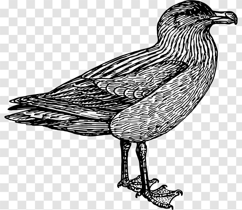 Bird European Herring Gull Skuas Wader - Drawing Transparent PNG