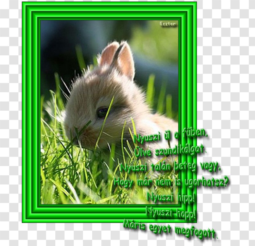 Flemish Giant Rabbit Angora Domestic Cat - Hare Transparent PNG