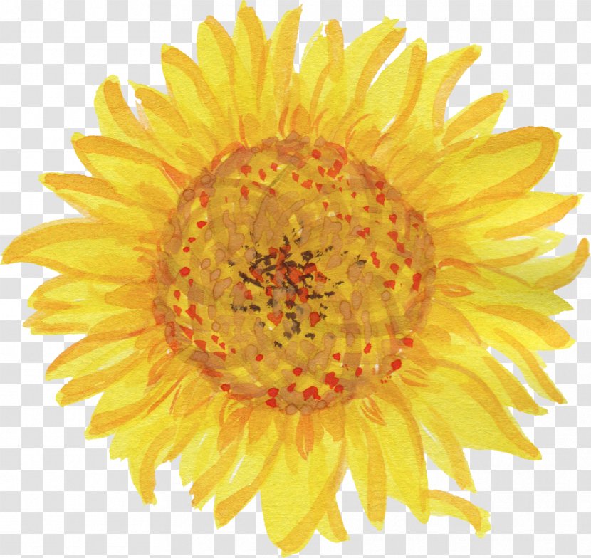 Common Sunflower Drawing Logo - Yellow - Watercolor Flower Transparent PNG