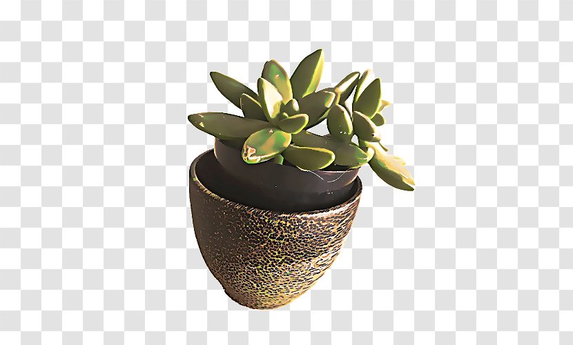 Flower Vase - Flowerpot - Stonecrop Family Transparent PNG