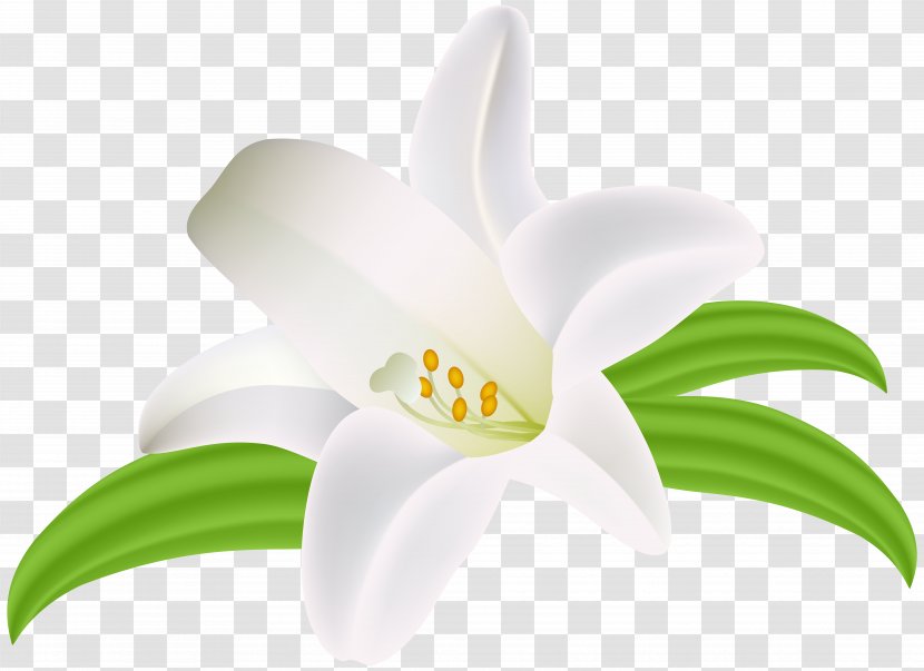 Flower Idea Common Daisy Lilium - Pinnwand - Violet Wreath Transparent PNG
