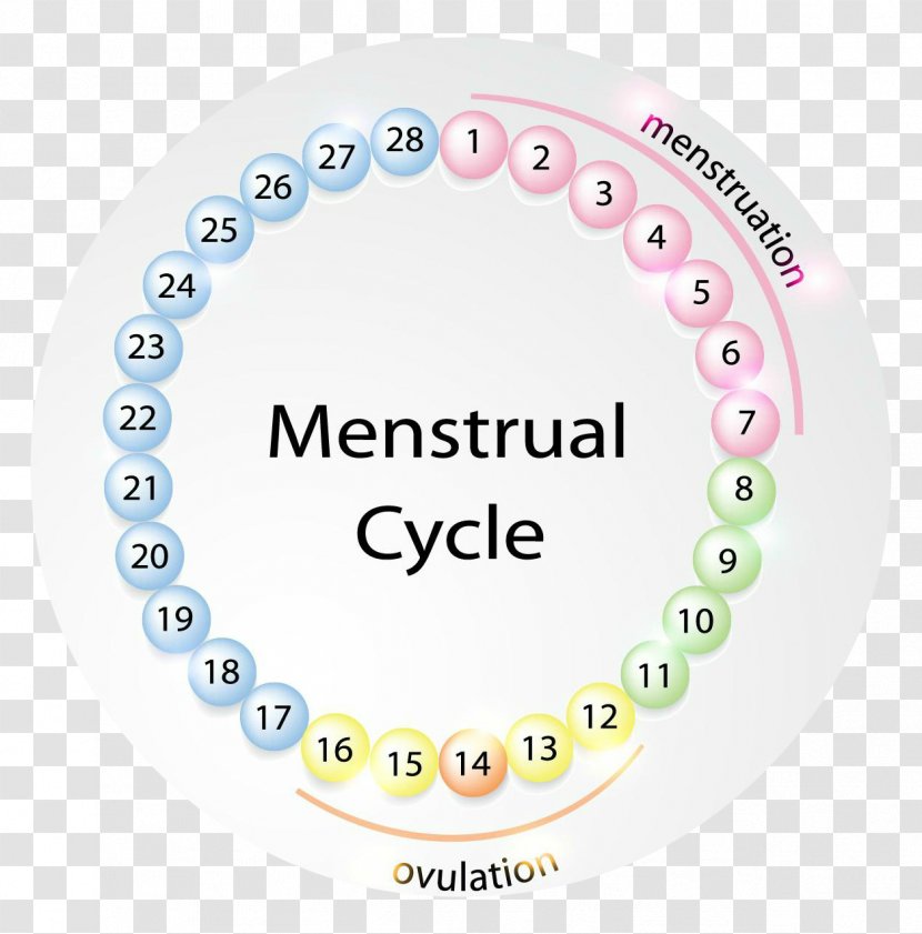 Menstruation Menstrual Cycle Fertility Cup Woman - Tree Transparent PNG