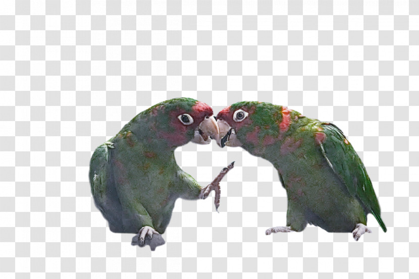 Lovebird Transparent PNG