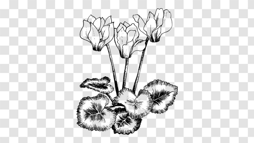 Drawing Vector Graphics Illustration Royalty-free Stock Photography - Line Art - Cyclamen Coum Transparent PNG