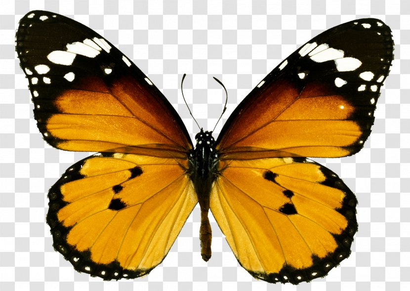 Monarch Butterfly 123 Kids Fun: Math Games Puzzle Color - Arthropod - Blue Transparent PNG