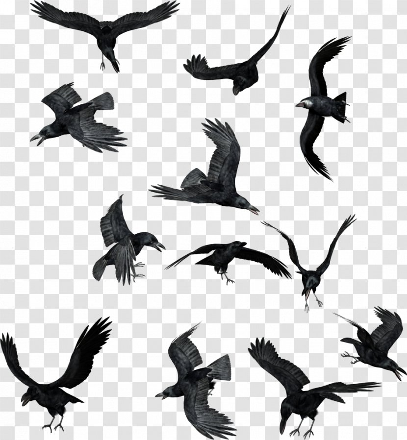 Common Raven American Crow Bird Clip Art - Silhouette Transparent PNG