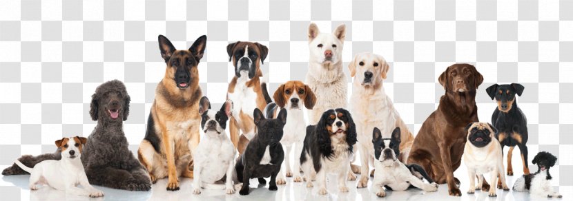 Shih Tzu Puppy Purebred Dog Daycare Kennel - Working Group Transparent PNG