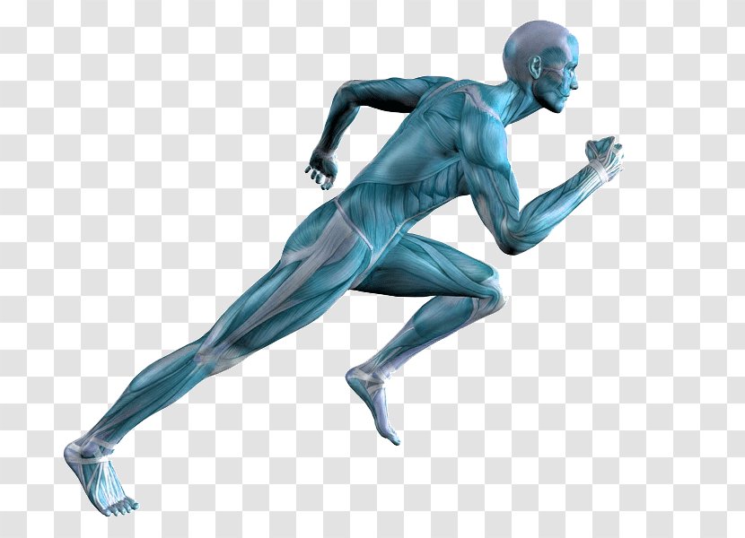 Running Human Body Muscle Adipose Tissue Calf Pain - Training - Arm Transparent PNG