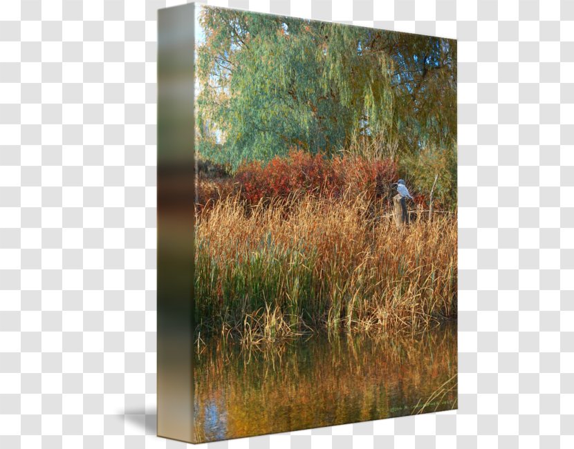 Wetland Vegetation Ecosystem Phragmites Tree - Landscape - Ashley Pond Transparent PNG