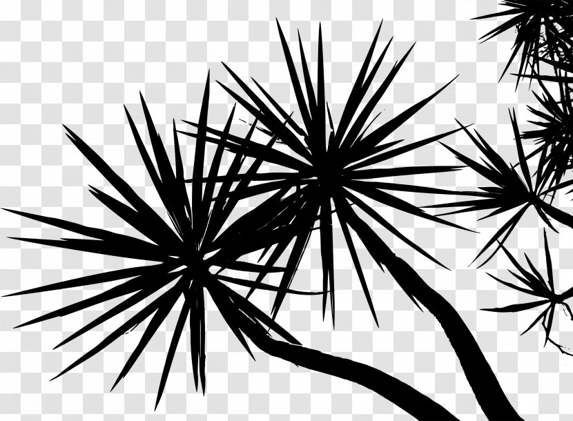 Tree Branch Arecaceae Plant Twig - Symmetry - Palm Transparent PNG