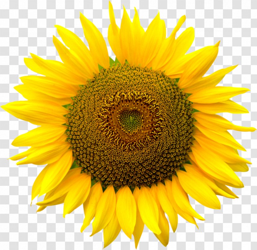 Image File Formats Computer - Flowering Plant - Sunflower Transparent PNG